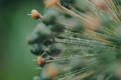 Macro shot of water droplets on a green and yellow plant, shallow selective focus.