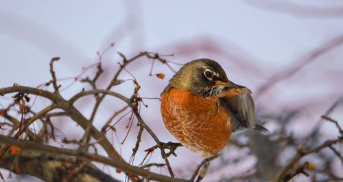 Close-up of bird perching on branch