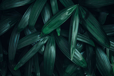 Full frame shot of fresh green leaves