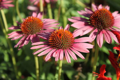 Close-up of pink flower