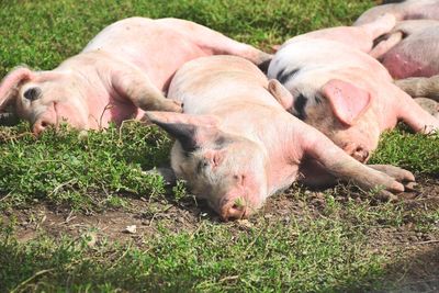 Pigs sleeping in grass