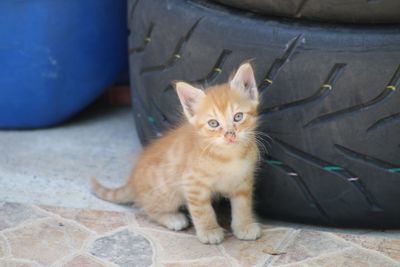 Portrait of kitten sitting on tiled floor