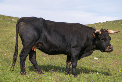 Portrait of wild black bull in the grass