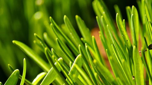 Full frame shot of green leaves