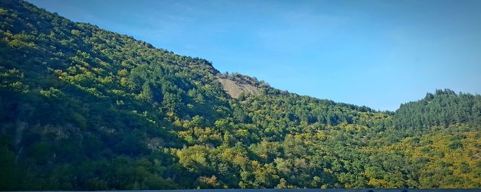 Scenic view of forest against sky