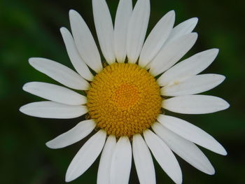 Close-up of fresh white daisy flower