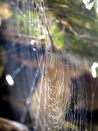 Close-up of spider web