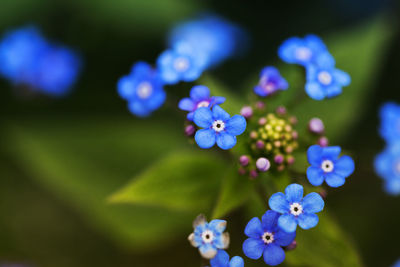 Close-up of myositis aka. forget-me-not 