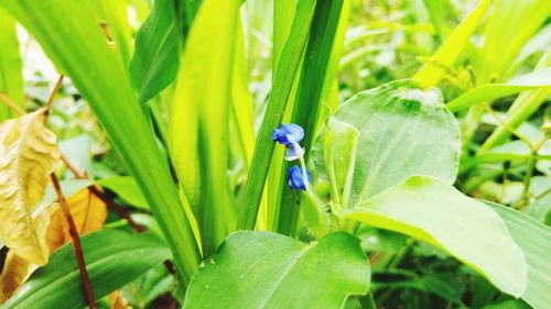 Close-up of insect on plant