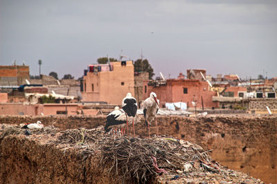 View of birds and buildings in city