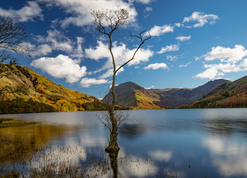 Lone tree - buttermere in the lake district