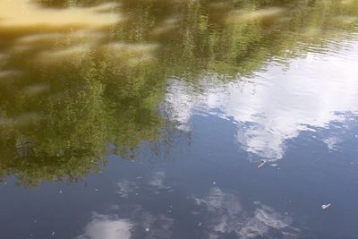 Reflection of trees on water