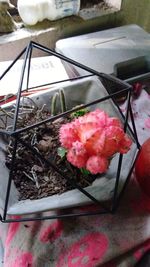 High angle view of pink flowers