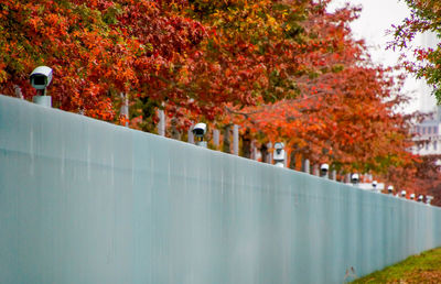 Autumn trees in park