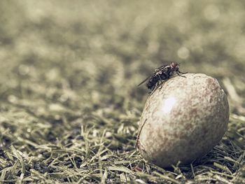 Close-up of a bird on grass