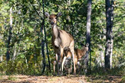 Deer standing on field