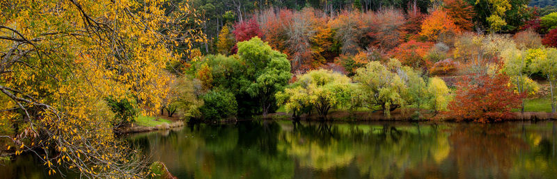 Scenic view of lake by trees in forest