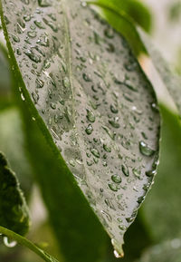 Close-up of water drops on leaf