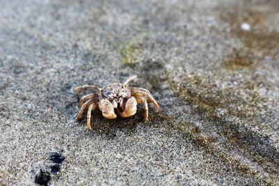 Close-up of spider on beach