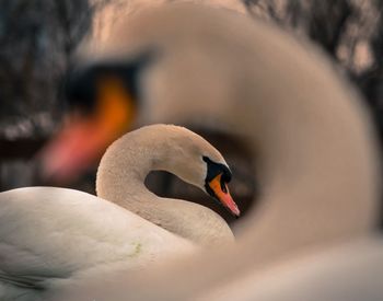 Close-up of swans