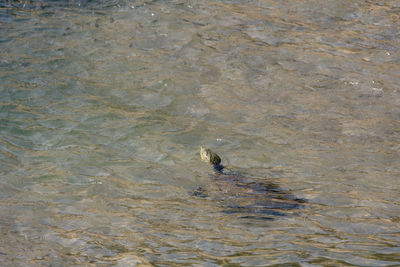 High angle view of duck swimming in sea