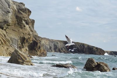 Seagull on rock by sea against sky
