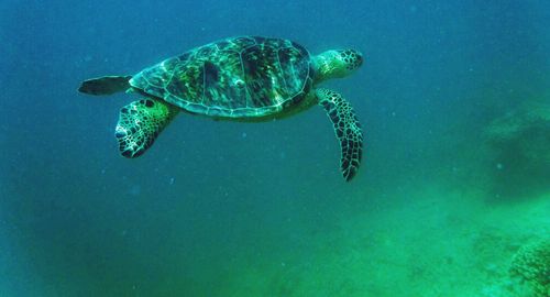 Turtle swimming in sea