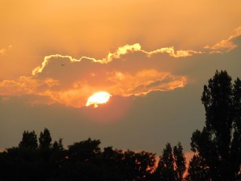 Silhouette trees at sunset