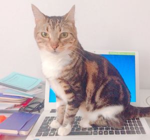 Portrait of cat sitting on table