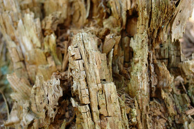 Close-up of tree trunk