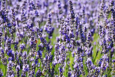 Close-up of purple flowering plants on field