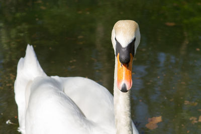 Close-up of swan in lake