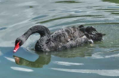 Swan swimming in lake