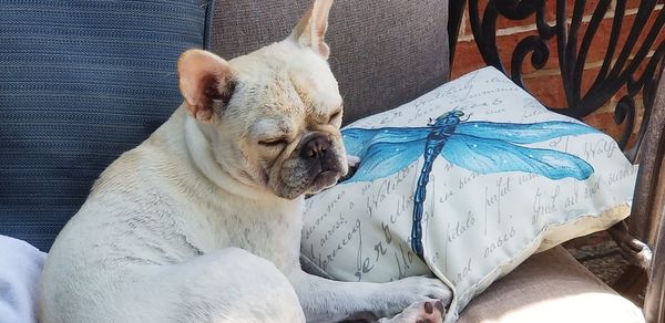 Close-up of a dog sitting on chair