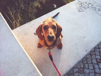 High angle portrait of dog sitting on sidewalk