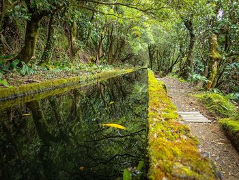 Footpath passing through forest