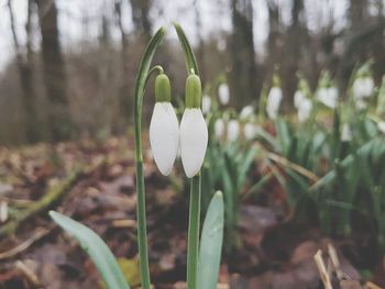 Close-up of crocus against blurred background