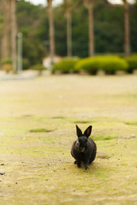 Black cat on a field