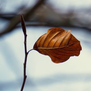 Close-up of dry leaf during autumn