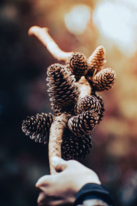 Close-up of hand holding pine cone