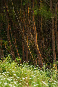 View of trees growing in forest