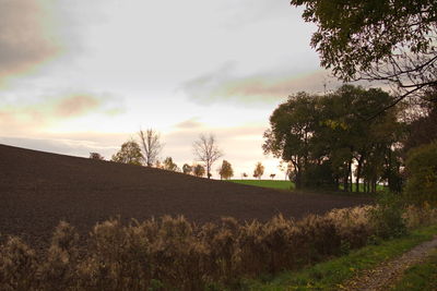 Trees on landscape against sky during sunset