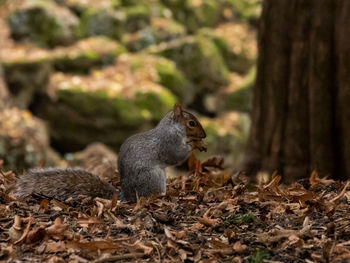 Close-up of squirrel near a tree trunk