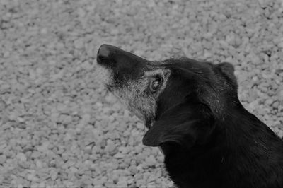 High angle view of dog looking away while standing outdoors