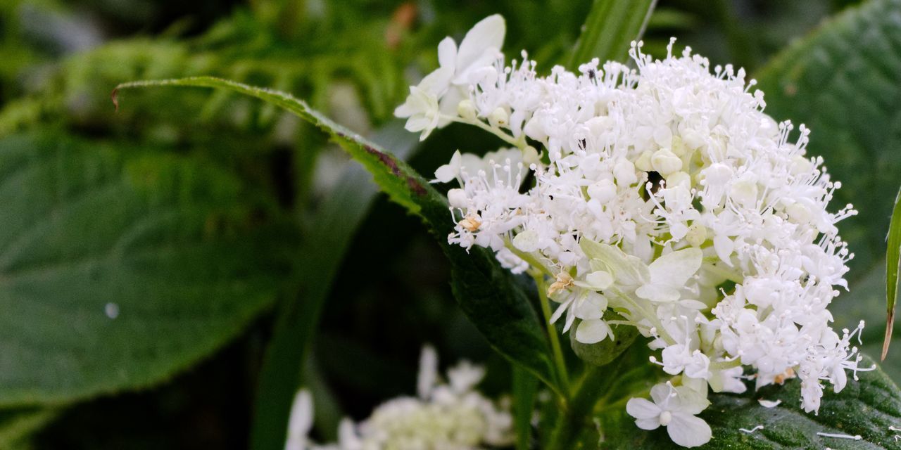 CLOSE-UP OF WHITE ROSE FLOWER