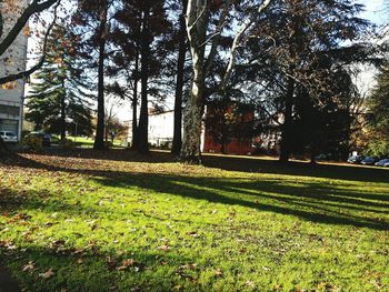 Trees in park