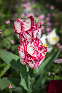 Close-up of pink rose flower in park