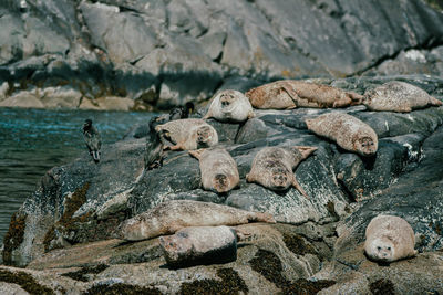 High angle view of sea lion on rock