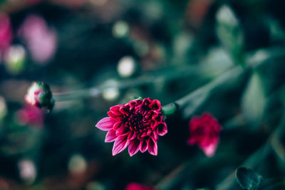 Close-up of red flower blooming outdoors