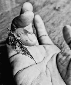 Close-up of hand holding insect